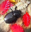 画像3: ネプチューンオオカブト新成虫ペアー (3)