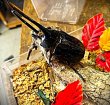 画像2: ネプチューンオオカブト新成虫ペアー (2)