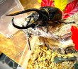 画像1: ネプチューンオオカブト新成虫ペアー (1)
