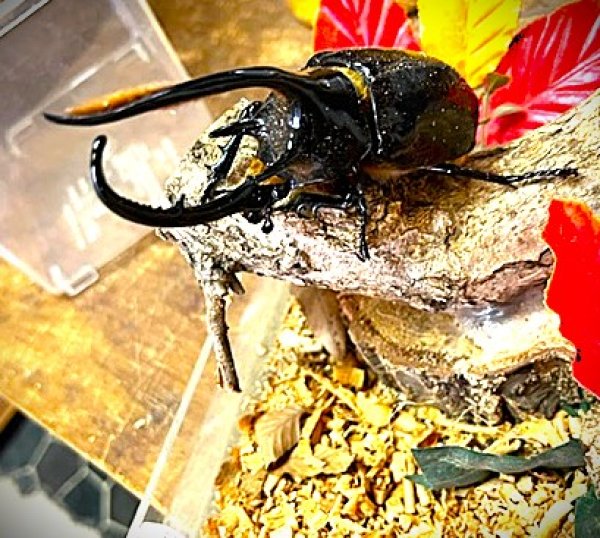 画像1: ネプチューンオオカブト新成虫ペアー (1)