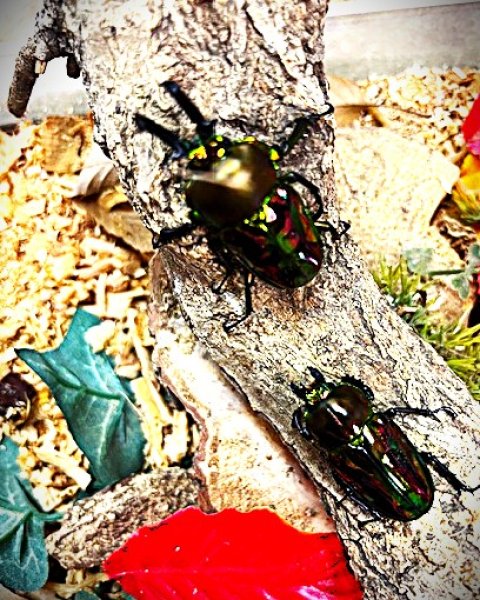 画像1: ニジイロクワガタ新成虫ペアー (1)