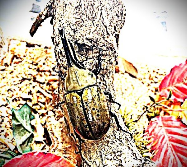 画像1: グラントシロカブト新成虫♂単品！ (1)