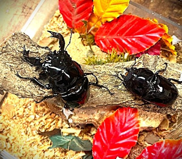 画像1: 大型血統M,タランドス新成虫ペアー！ (1)