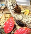 画像2: クラビゲールタテヅノカブト新成虫ペアー！ (2)