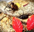 画像1: クラビゲールタテヅノカブト新成虫ペアー！ (1)