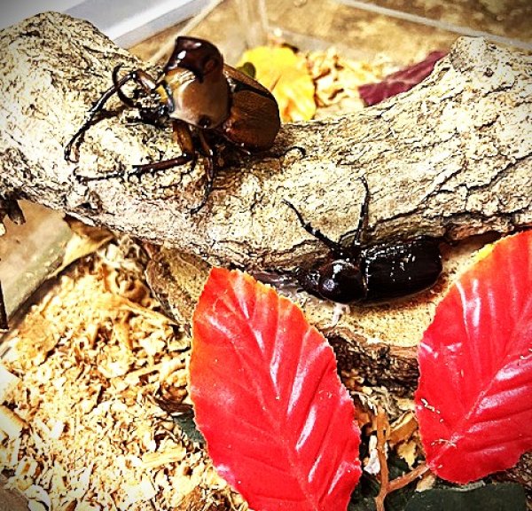 画像1: クラビゲールタテヅノカブト新成虫ペアー！ (1)