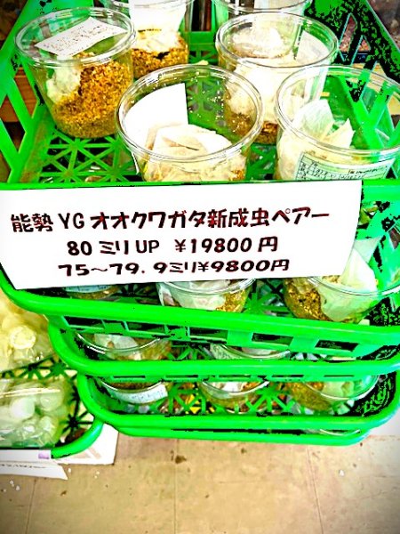 画像1: 能勢YG新成虫ペアー (1)