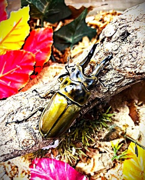 画像1: ババオウゴンオニクワガタ新成虫♂単品 (1)