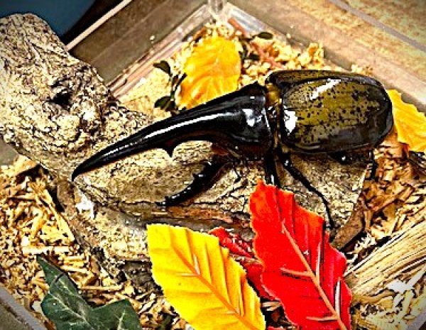 画像1: DHヘラクレスオオカブト初2令幼虫 (1)