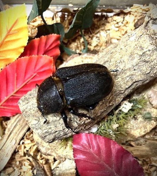 画像2: DHヘラクレス新成虫♀単品 (2)