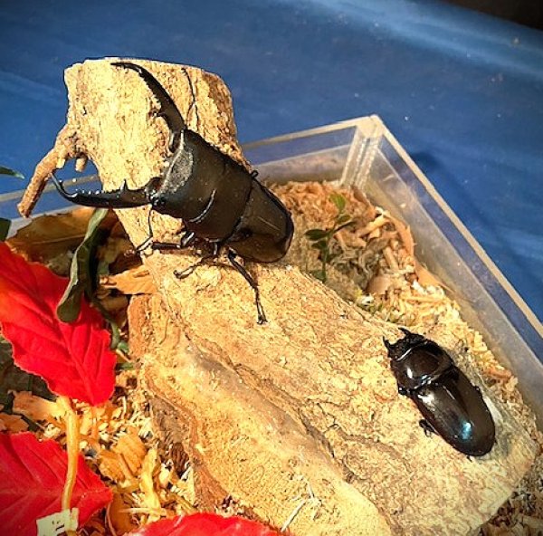 画像1: ミンダナオオオヒラタペアー (1)