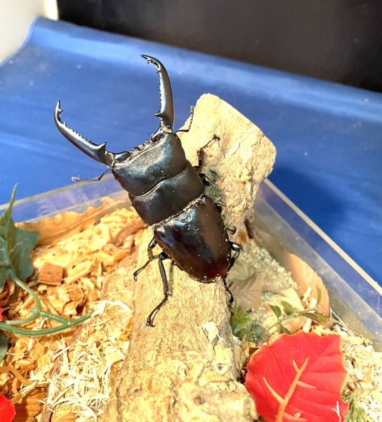 画像1: WDパラワンオオヒラタ♂単品 (1)