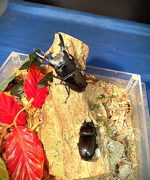 画像1: ミンダナオオオヒラタペアー (1)