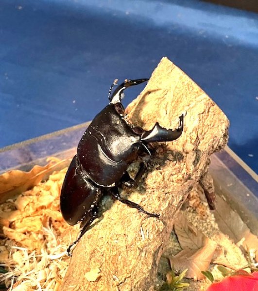 画像1: ダイオウヒラタ♂単品 (1)