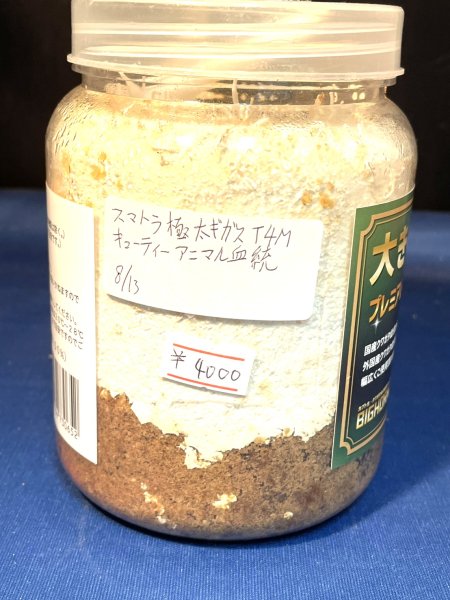 画像1: スマトラオオヒラタ幼虫♂単品 (1)