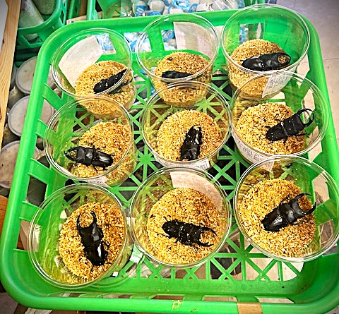 能勢YG新成虫大量入荷！